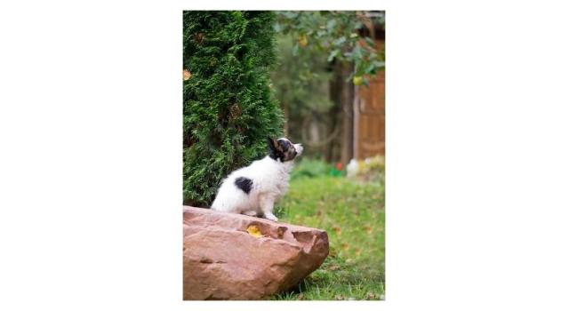 Puppies of papillon in Bon Plaisir Kennel Puppies of papillon in Bon Plaisir Kennel