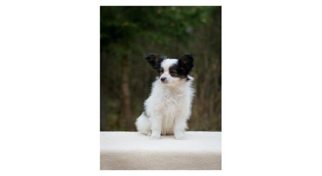 Puppies of papillon in Bon Plaisir Kennel Puppies of papillon in Bon Plaisir Kennel