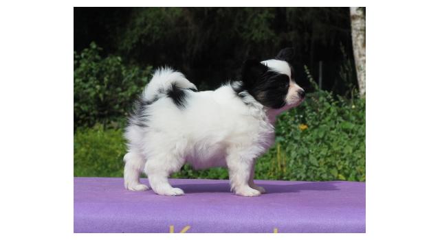 Щенки папийона (папильона) в питомнике Бон Плезир Щенки папийона (папильона) в питомнике Бон Плезир