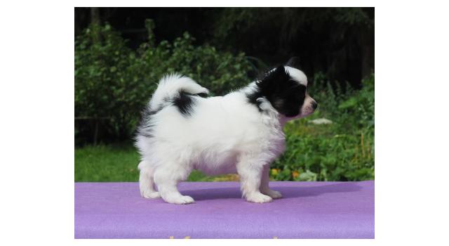 Щенки папийона (папильона) в питомнике Бон Плезир Щенки папийона (папильона) в питомнике Бон Плезир