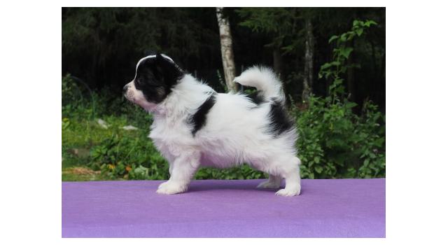 Щенки папийона (папильона) в питомнике Бон Плезир Щенки папийона (папильона) в питомнике Бон Плезир