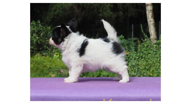 Щенки папийона (папильона) в питомнике Бон Плезир Щенки папийона (папильона) в питомнике Бон Плезир