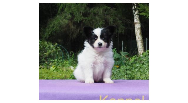 Щенки папийона (папильона) в питомнике Бон Плезир Щенки папийона (папильона) в питомнике Бон Плезир