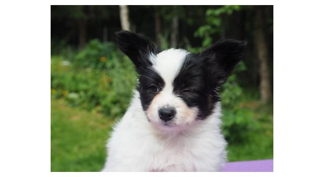 Щенки папийона (папильона) в питомнике Бон Плезир Щенки папийона (папильона) в питомнике Бон Плезир
