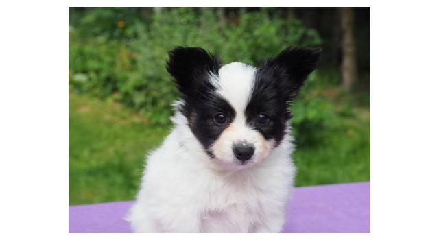Щенки папийона (папильона) в питомнике Бон Плезир Щенки папийона (папильона) в питомнике Бон Плезир