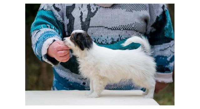 Puppies of papillon in Bon Plaisir Kennel Puppies of papillon in Bon Plaisir Kennel