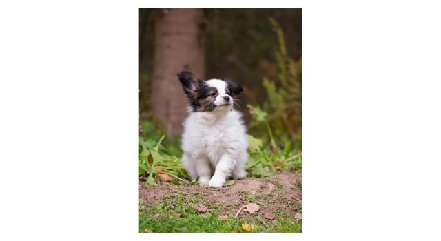 Puppies of papillon in Bon Plaisir Kennel Puppies of papillon in Bon Plaisir Kennel
