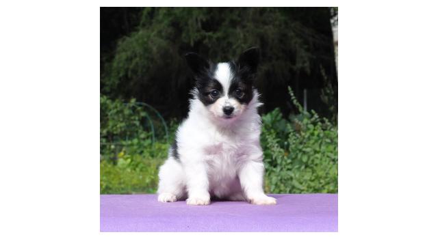 Щенки папийона (папильона) в питомнике Бон Плезир Щенки папийона (папильона) в питомнике Бон Плезир