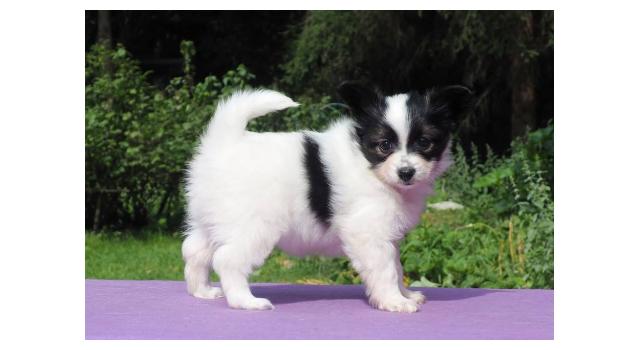 Щенки папийона (папильона) в питомнике Бон Плезир Щенки папийона (папильона) в питомнике Бон Плезир