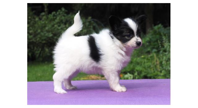 Щенки папийона (папильона) в питомнике Бон Плезир Щенки папийона (папильона) в питомнике Бон Плезир