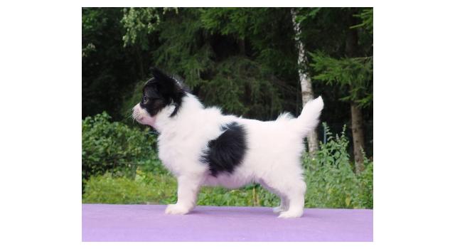 Щенки папийона (папильона) в питомнике Бон Плезир Щенки папийона (папильона) в питомнике Бон Плезир