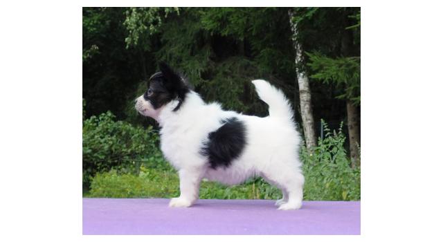 Щенки папийона (папильона) в питомнике Бон Плезир Щенки папийона (папильона) в питомнике Бон Плезир