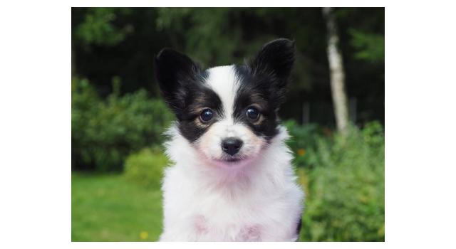 Щенки папийона (папильона) в питомнике Бон Плезир Щенки папийона (папильона) в питомнике Бон Плезир
