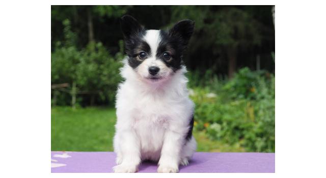 Щенки папийона (папильона) в питомнике Бон Плезир Щенки папийона (папильона) в питомнике Бон Плезир