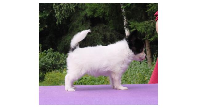 Щенки папийона (папильона) в питомнике Бон Плезир Щенки папийона (папильона) в питомнике Бон Плезир