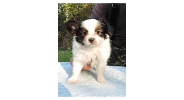 Puppies of papillon in Bon Plaisir Kennel Puppies of papillon in Bon Plaisir Kennel