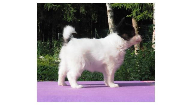 Щенки папийона (папильона) в питомнике Бон Плезир Щенки папийона (папильона) в питомнике Бон Плезир