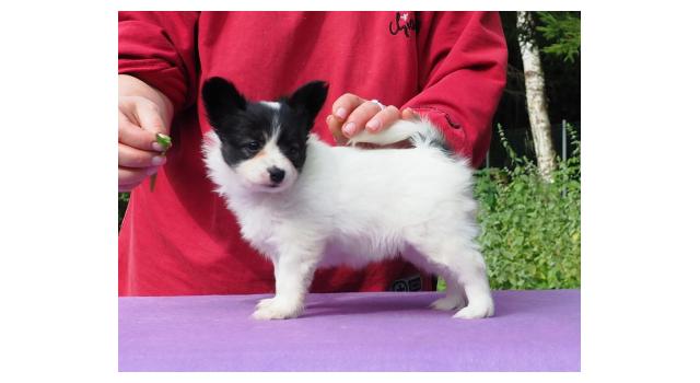 Щенки папийона (папильона) в питомнике Бон Плезир Щенки папийона (папильона) в питомнике Бон Плезир