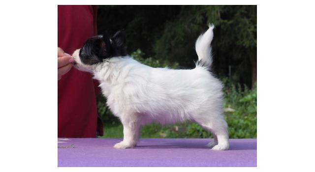 Щенки папийона (папильона) в питомнике Бон Плезир Щенки папийона (папильона) в питомнике Бон Плезир