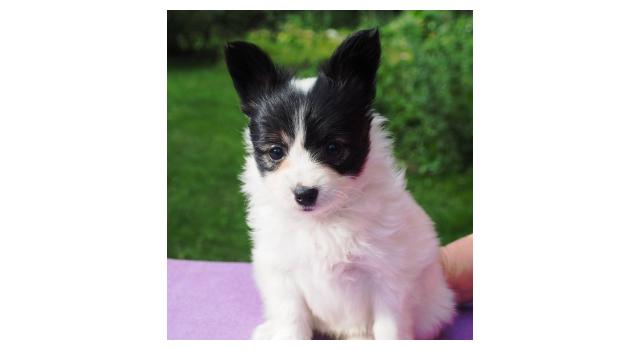 Щенки папийона (папильона) в питомнике Бон Плезир Щенки папийона (папильона) в питомнике Бон Плезир