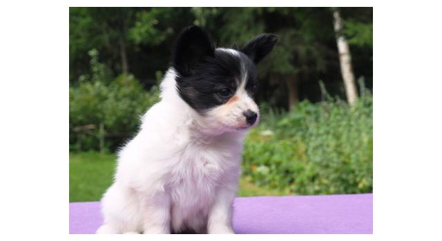 Щенки папийона (папильона) в питомнике Бон Плезир Щенки папийона (папильона) в питомнике Бон Плезир