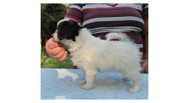 Puppies of papillon in Bon Plaisir Kennel Puppies of papillon in Bon Plaisir Kennel