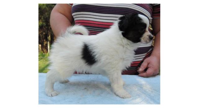 Puppies of papillon in Bon Plaisir Kennel Puppies of papillon in Bon Plaisir Kennel