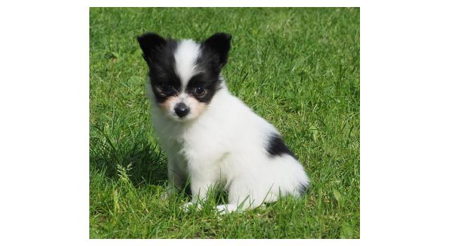 Щенки папийона (папильона) в питомнике Бон Плезир Щенки папийона (папильона) в питомнике Бон Плезир