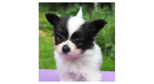 Щенки папийона (папильона) в питомнике Бон Плезир Щенки папийона (папильона) в питомнике Бон Плезир