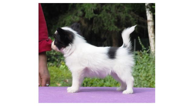 Щенки папийона (папильона) в питомнике Бон Плезир Щенки папийона (папильона) в питомнике Бон Плезир