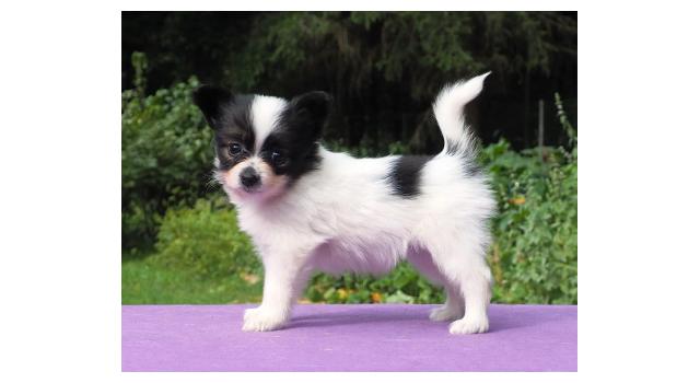 Щенки папийона (папильона) в питомнике Бон Плезир Щенки папийона (папильона) в питомнике Бон Плезир