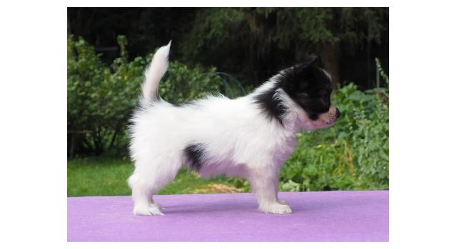 Щенки папийона (папильона) в питомнике Бон Плезир Щенки папийона (папильона) в питомнике Бон Плезир