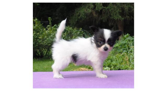 Щенки папийона (папильона) в питомнике Бон Плезир Щенки папийона (папильона) в питомнике Бон Плезир