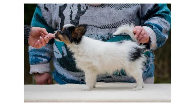 Puppies of papillon in Bon Plaisir Kennel Puppies of papillon in Bon Plaisir Kennel