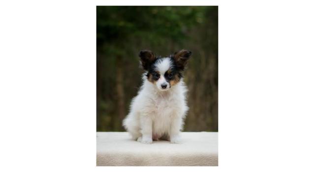 Puppies of papillon in Bon Plaisir Kennel Puppies of papillon in Bon Plaisir Kennel