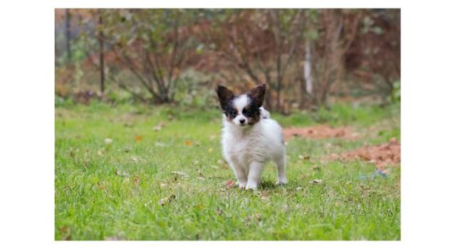 Puppies of papillon in Bon Plaisir Kennel Puppies of papillon in Bon Plaisir Kennel