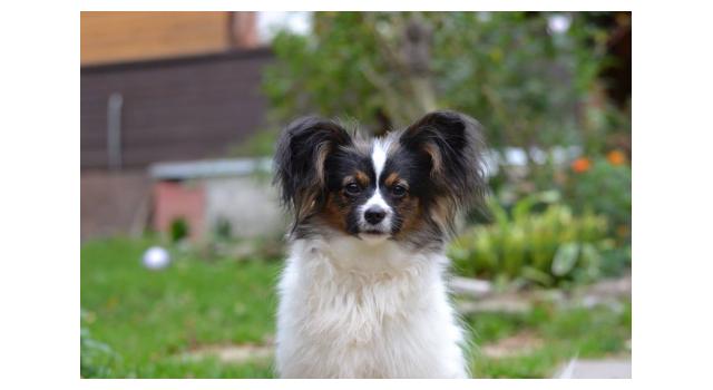 Щенки папийона (папильона) в питомнике Бон Плезир Щенки папийона (папильона) в питомнике Бон Плезир