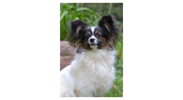 Щенки папийона (папильона) в питомнике Бон Плезир Щенки папийона (папильона) в питомнике Бон Плезир