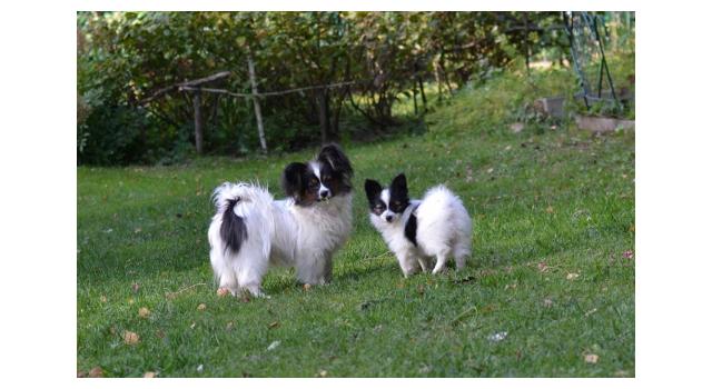 Щенки папийона (папильона) в питомнике Бон Плезир Щенки папийона (папильона) в питомнике Бон Плезир