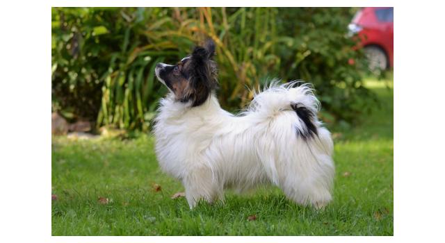 Щенки папийона (папильона) в питомнике Бон Плезир Щенки папийона (папильона) в питомнике Бон Плезир