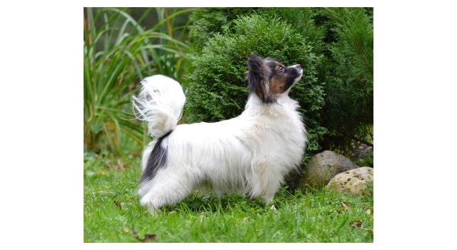 Щенки папийона (папильона) в питомнике Бон Плезир Щенки папийона (папильона) в питомнике Бон Плезир