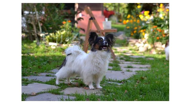 Щенки папийона (папильона) в питомнике Бон Плезир Щенки папийона (папильона) в питомнике Бон Плезир