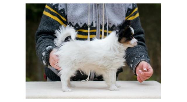 Puppies of papillon in Bon Plaisir Kennel Puppies of papillon in Bon Plaisir Kennel