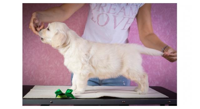 Щенки папийона (папильона) в питомнике Бон Плезир Щенки папийона (папильона) в питомнике Бон Плезир