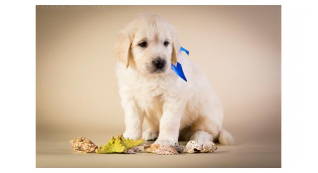 Щенки папийона (папильона) в питомнике Бон Плезир Щенки папийона (папильона) в питомнике Бон Плезир