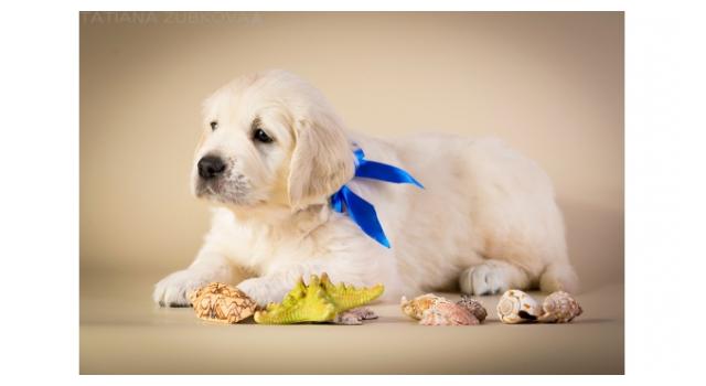 Щенки папийона (папильона) в питомнике Бон Плезир Щенки папийона (папильона) в питомнике Бон Плезир