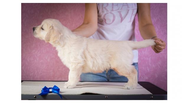 Щенки папийона (папильона) в питомнике Бон Плезир Щенки папийона (папильона) в питомнике Бон Плезир