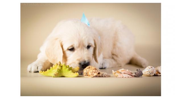 Щенки папийона (папильона) в питомнике Бон Плезир Щенки папийона (папильона) в питомнике Бон Плезир