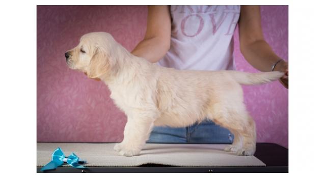 Щенки папийона (папильона) в питомнике Бон Плезир Щенки папийона (папильона) в питомнике Бон Плезир