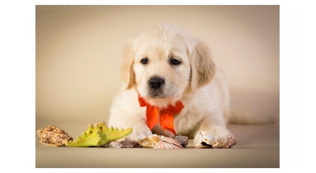 Щенки папийона (папильона) в питомнике Бон Плезир Щенки папийона (папильона) в питомнике Бон Плезир